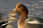 wigeon_041113a.jpg