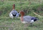 Filename=wigeon_0603a.jpg
Filesize=158KB
Dimensions=800x568
Date added=Aug 27, 2008 wigeon_0603a.jpg