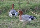 wigeon_0603a.jpg