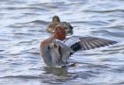 wigeon_0603c.jpg