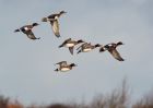 wigeon_061209a.jpg