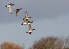 wigeon_061209b.jpg