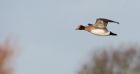 wigeon_061209c.jpg