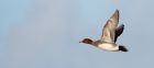 wigeon_061209e.jpg