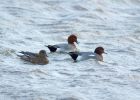 wigeon_090108a.jpg