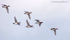 wigeon_101211c.jpg