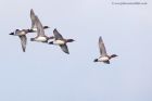 wigeon_101211d.jpg