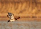 wigeon_111209a.jpg