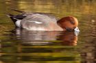 wigeon_121108c.jpg