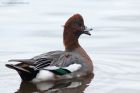 wigeon_121114a.jpg