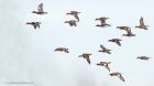 wigeon_121115c.jpg