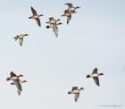 wigeon_121115e.jpg