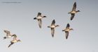 wigeon_121115f.jpg