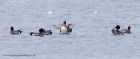 wigeon_140111a.jpg