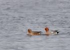 Filename=wigeon_140111b.jpg
Filesize=195KB
Dimensions=1000x714
Date added=Jan 16, 2011 wigeon_140111b.jpg