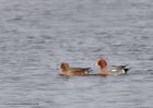 wigeon_140111b.jpg