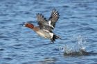 wigeon_140213a.jpg