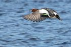 wigeon_140213g.jpg