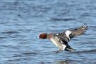 wigeon_140213h.jpg