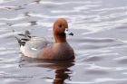 wigeon_140311a.jpg