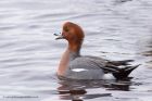 wigeon_140311c.jpg