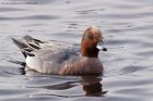 Filename=wigeon_140311e.jpg
Filesize=223KB
Dimensions=1000x667
Date added=Mar 20, 2011 wigeon_140311e.jpg