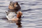 wigeon_140311k.jpg