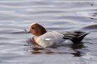 wigeon_140311m.jpg