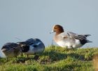 wigeon_151107a.jpg