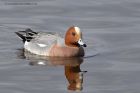 wigeon_180313s.jpg