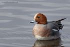 wigeon_180313y.jpg