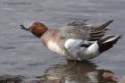 wigeon_180313zc.jpg