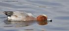 wigeon_180313zd.jpg