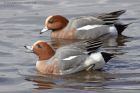 wigeon_180313ze.jpg