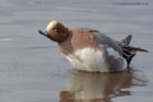 wigeon_180313zh.jpg