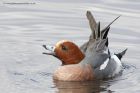 Filename=wigeon_180313zl.jpg
Filesize=216KB
Dimensions=1000x667
Date added=Apr 22, 2013 wigeon_180313zl.jpg