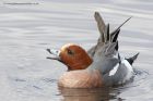 wigeon_180313zl.jpg