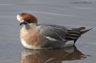 wigeon_180313zn.jpg