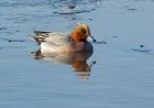 wigeon_191207a.jpg