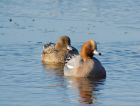 wigeon_191207b.jpg