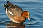 wigeon_200116b.jpg