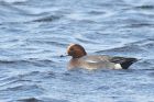 wigeon_240115a.jpg