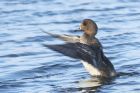 wigeon_240115b.jpg