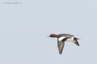 wigeon_240115c.jpg