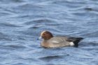 wigeon_240115f.jpg