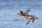 wigeon_240211b.jpg