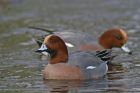 wigeon_2701a.jpg