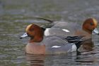 wigeon_2701b.jpg