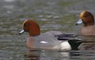 wigeon_2701c.jpg