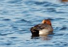 Filename=wigeon_271208d.jpg
Filesize=169KB
Dimensions=800x561
Date added=Dec 29, 2008 wigeon_271208d.jpg